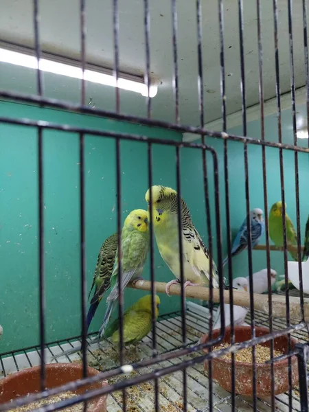 Papegojorna Djuraffären Stockbild