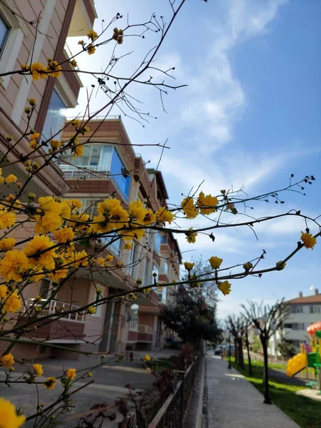 Kerria Bloeit Straat — Stockfoto