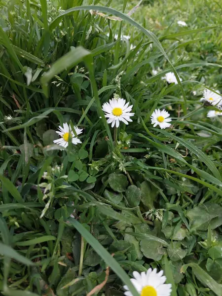 草の中のカモミールの花 — ストック写真