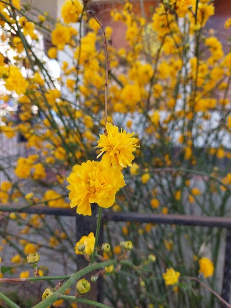 市内のケリアの花 — ストック写真