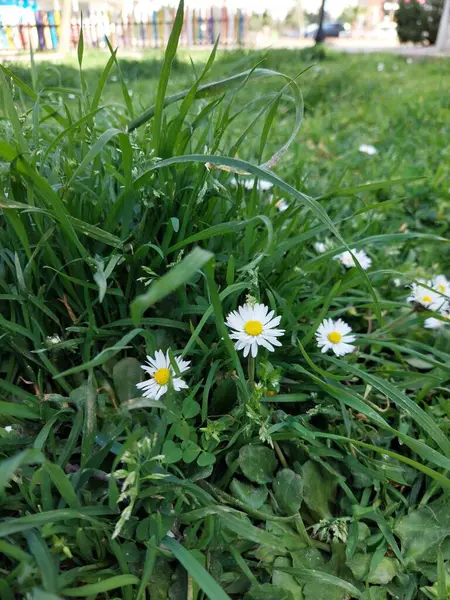 草の中のカモミールの花 — ストック写真