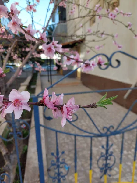 Gałęzie Kwitnące Pobliżu Niebiesko Żółtego Ogrodzenia — Zdjęcie stockowe