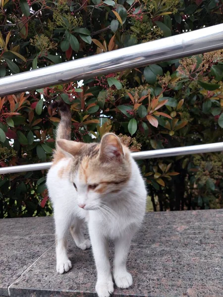 Gatito Parque —  Fotos de Stock