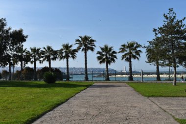 Hurma ağaçları ve arkasındaki şehir.