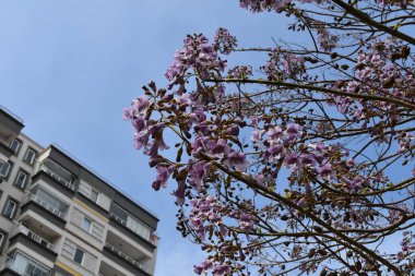 Şehirdeki Paulownia ağacı.