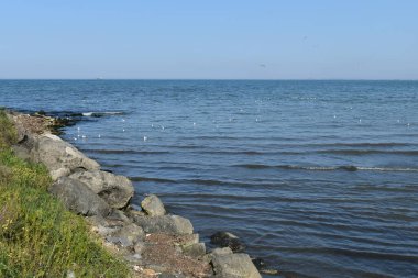 Kıyı şeridindeki martılar