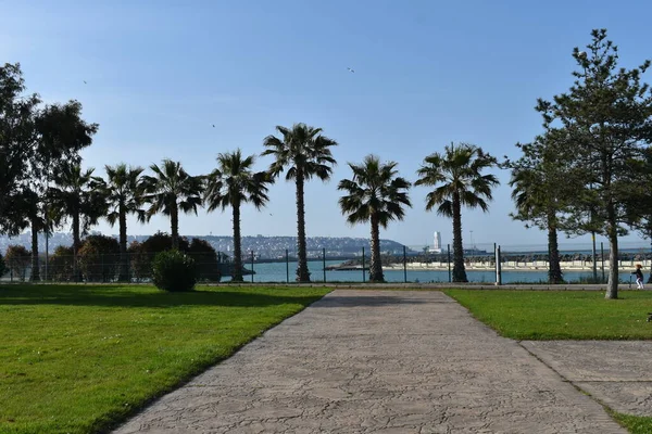 Las Palmeras Ciudad Detrás — Foto de Stock