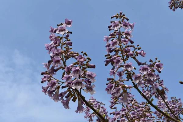 The branches of the princess tree