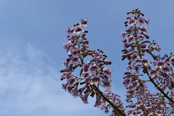 The branches of the princess tree