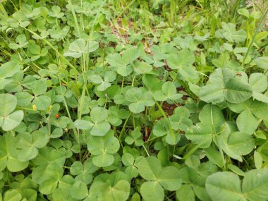 Yoncanın üstündeki uğur böcekleri