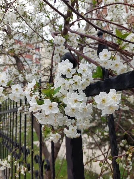 Tree Blooming Street — Stock Photo, Image