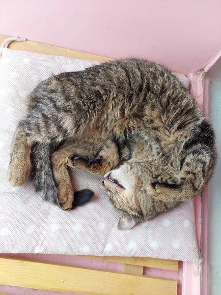 Kucing Bergaris Tidur Luar — Stok Foto