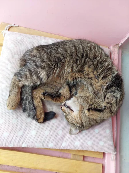 Striped Cat Sleeping Outdoor — Stock Photo, Image