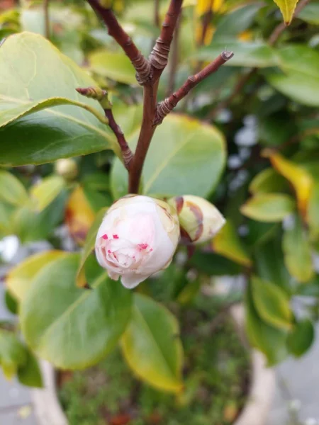 Bud White Camellia — Stock Photo, Image