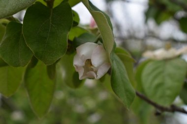 Tomurcuk çiçek açmak üzere.