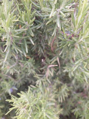 Bitkilerdeki ağındaki küçük örümcek