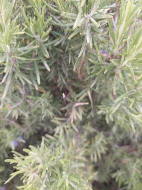 Bitkilerdeki ağındaki küçük örümcek