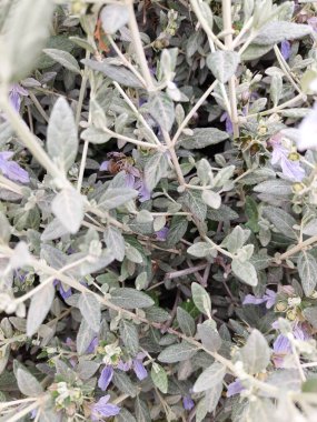 Alman arabasında çalışan arı.