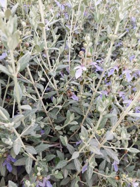 Alman arabasında çalışan arı.