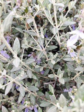 Çiçeklerdeki küçük bal arısı