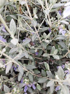 Çiçeklerdeki küçük bal arısı