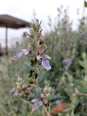 Teucrium meyvelerinin çiçeğindeki böcek.