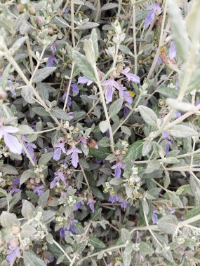 Alman arabasında çalışan arı.