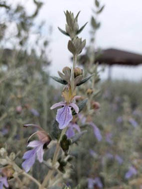 Teucrium meyveleri açan dallar