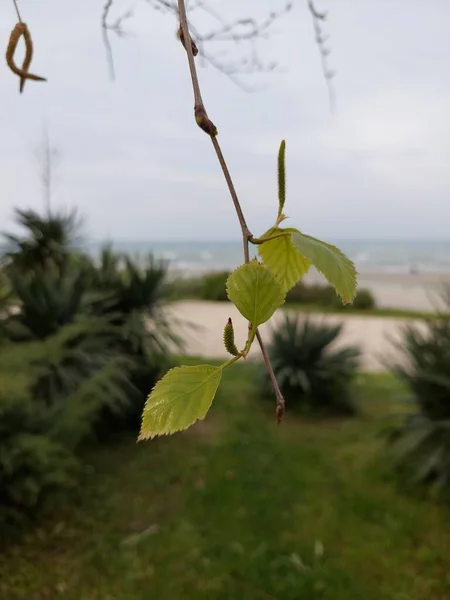 Birch Buds Sea — Foto de Stock