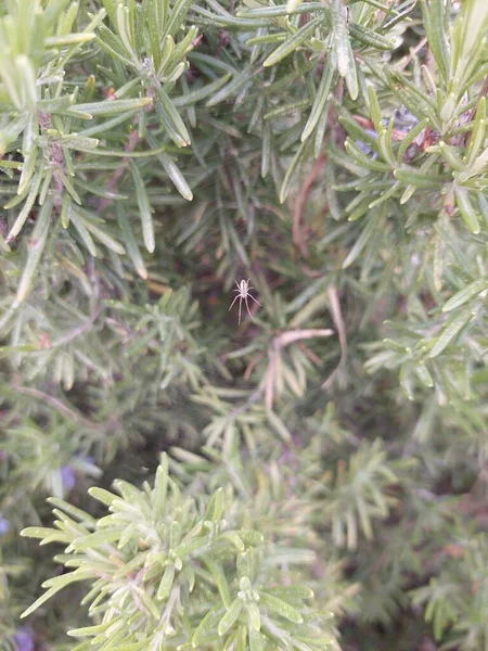 Bitkilerdeki ağındaki küçük örümcek