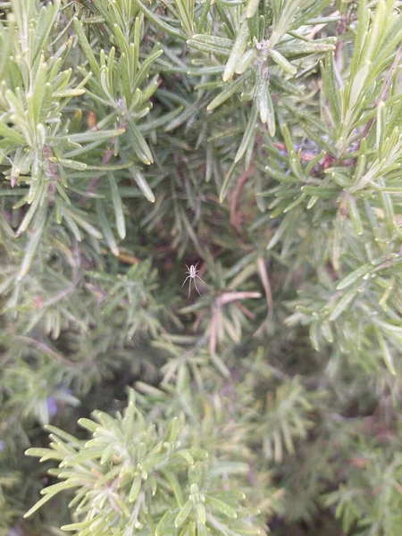 Bitkilerdeki ağındaki küçük örümcek