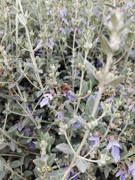 Çiçeklerle çalışan bal arısı