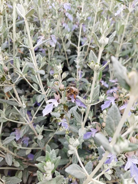 Çiçeklerle çalışan bal arısı