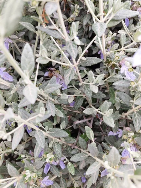 Alman arabasında çalışan arı.