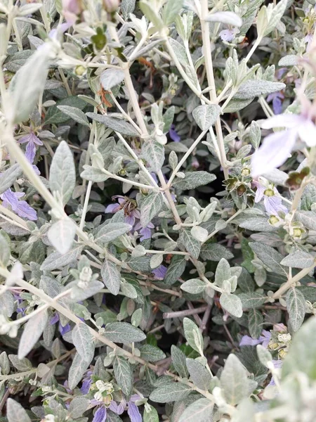 Çiçeklerdeki küçük bal arısı