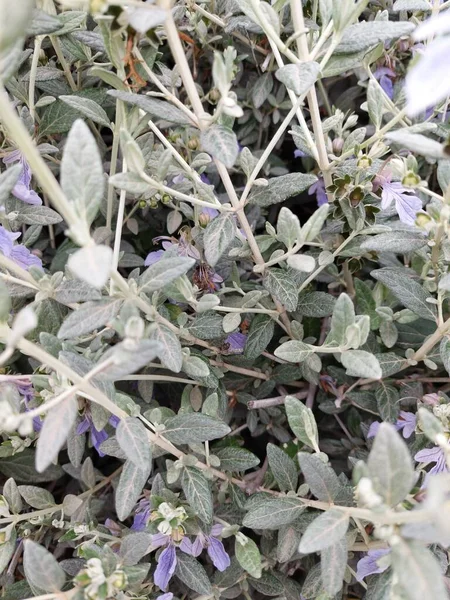 Çiçeklerdeki küçük bal arısı