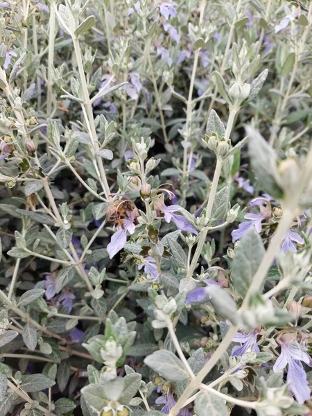 Honungsbiet Som Arbetar Blommor Stockfoto
