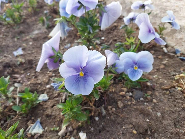 庭で成長する紫色の花 — ストック写真