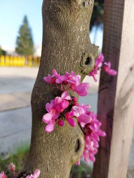 Piękny Botaniczny Strzał Tapeta Kwiat — Zdjęcie stockowe