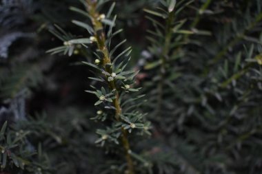 Ladin dallarının arka planı