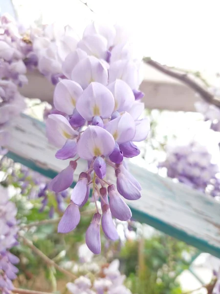 Pink White Lilac Flowers Branch Garden Selective Focus Macro — Stockfoto