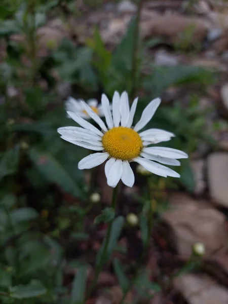 Die Gänseblümchen Gras — Stockfoto