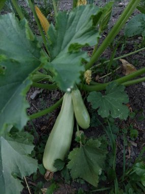 Çiftlikteki iki kabak.