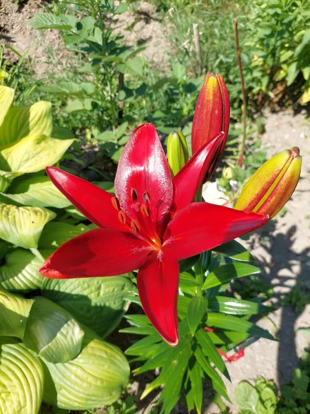 Lirio Rojo Día Soleado — Foto de Stock