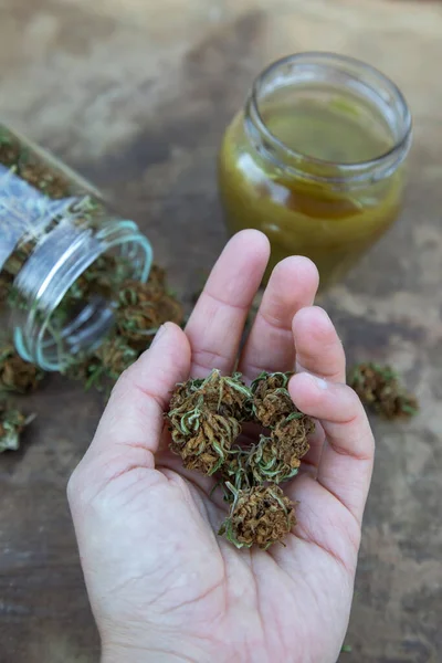 Acıyı, iltihabı ve diğer hastalıkları tedavi etmek için organik olarak marihuana üretti. Kadının eli kurumuş marihuana tomurcuğunu tutuyor..
