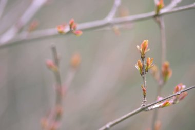 İlkbaharda nar ağacı dalında yapraklar. Kopya için alanı olan bir arka plan. eşsiz