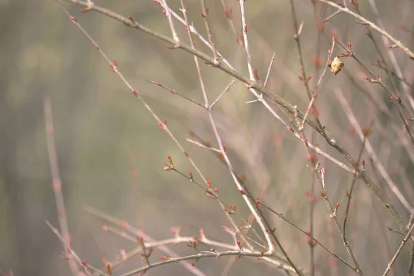 Birçok nar ağacı dalları ve yeni yaprak teklifleri. Doğa, bahar