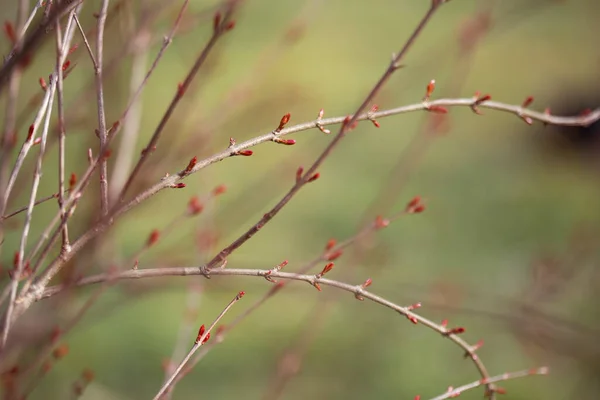 Nar ağacı yeni yaprak teklifleri. Yeşilimsi pastel tonlar. Kopya için alanı olan soyut bir arkaplan. eşsiz