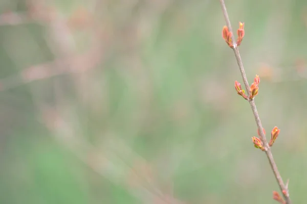 Arka plan için pastel yeşili gölgeler ve bahar mevsiminde ortaya çıkan yapraklarla nar dalı. bir dal