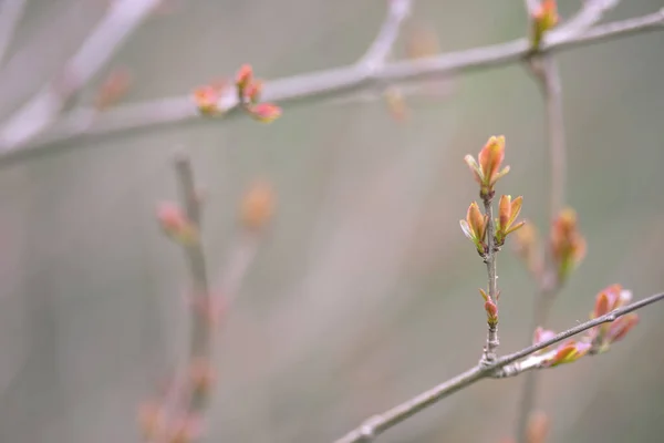 İlkbaharda nar ağacı dalında yapraklar. Kopya için alanı olan bir arka plan. eşsiz